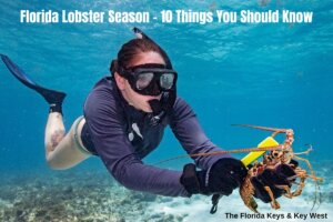 2023 Lobster Season from The Florida Keys and Key West