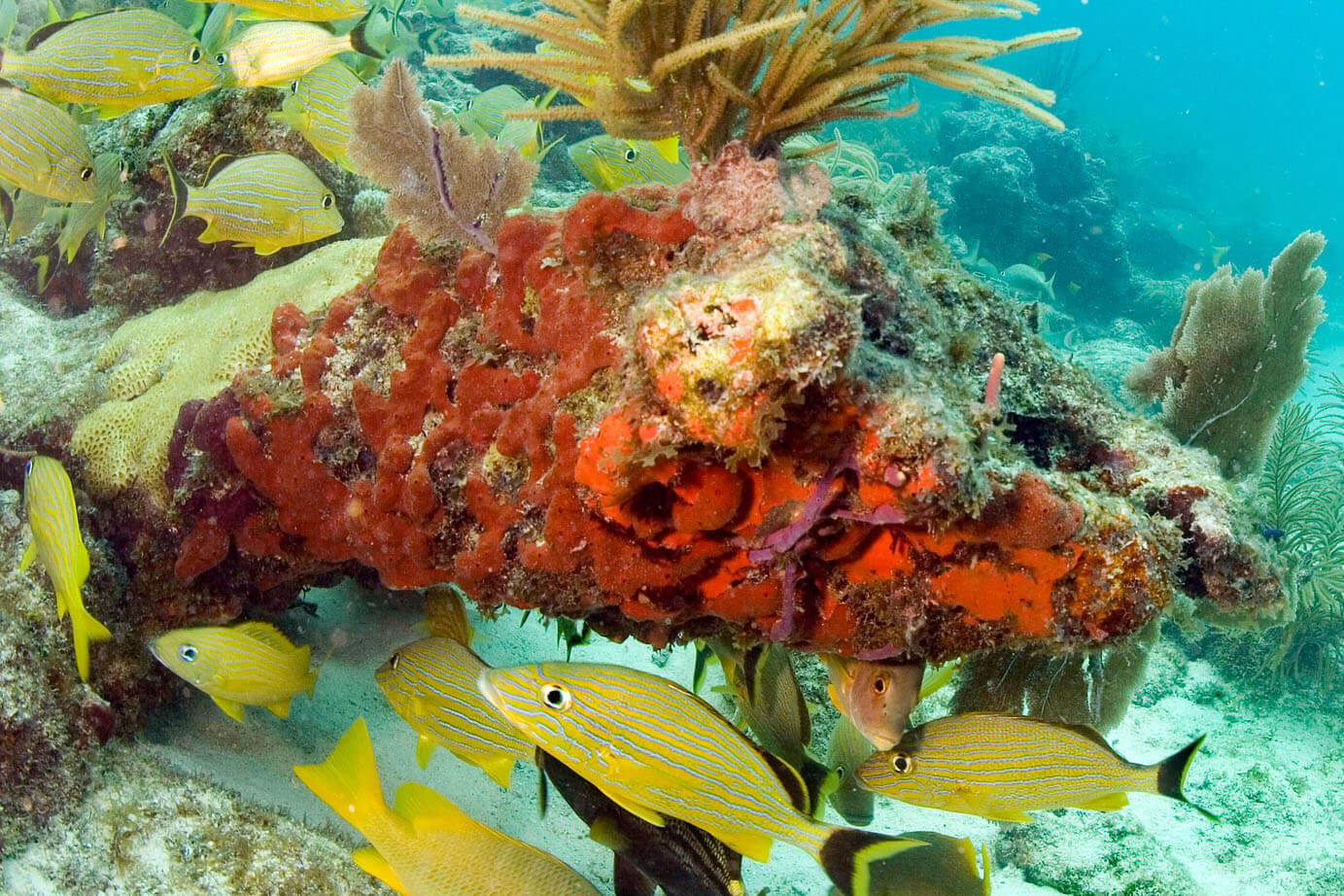 Coral Reef Florida Keys