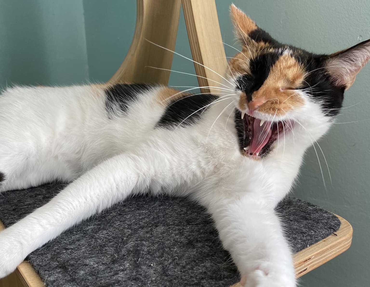 Cat yawning at a Florida cat cafe. 