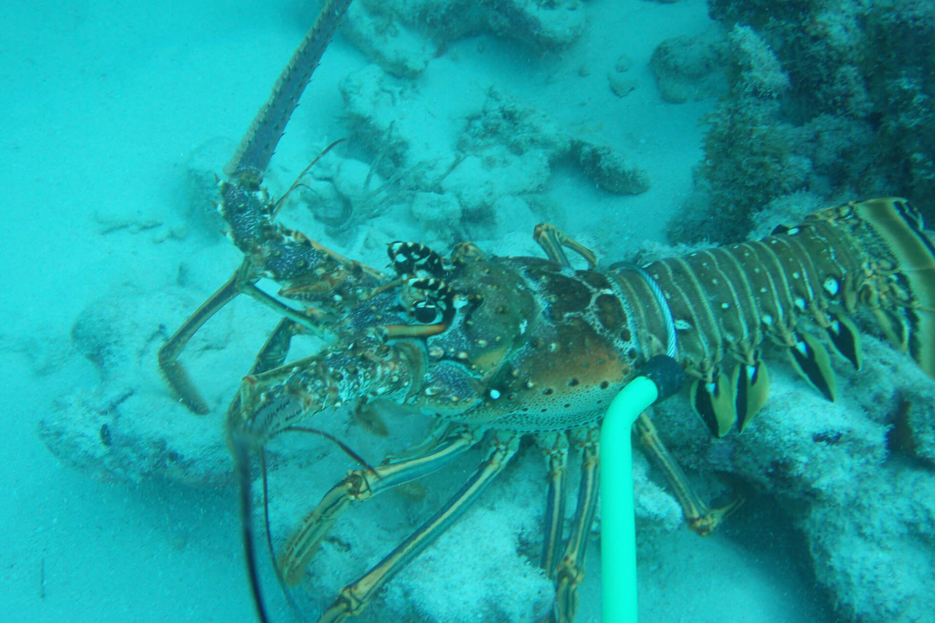 Lobster underwater at Tildens Scuba Center.