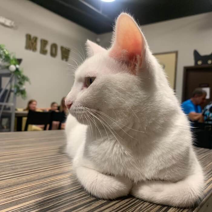 Cat at the Orlando cat cafe. 