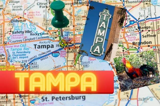 Tampa Florida map, theatre and Ybor City Rooster