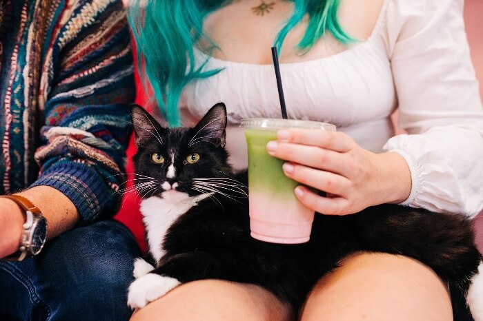 Cat in a person's lap at Tally Cat Cafe. 