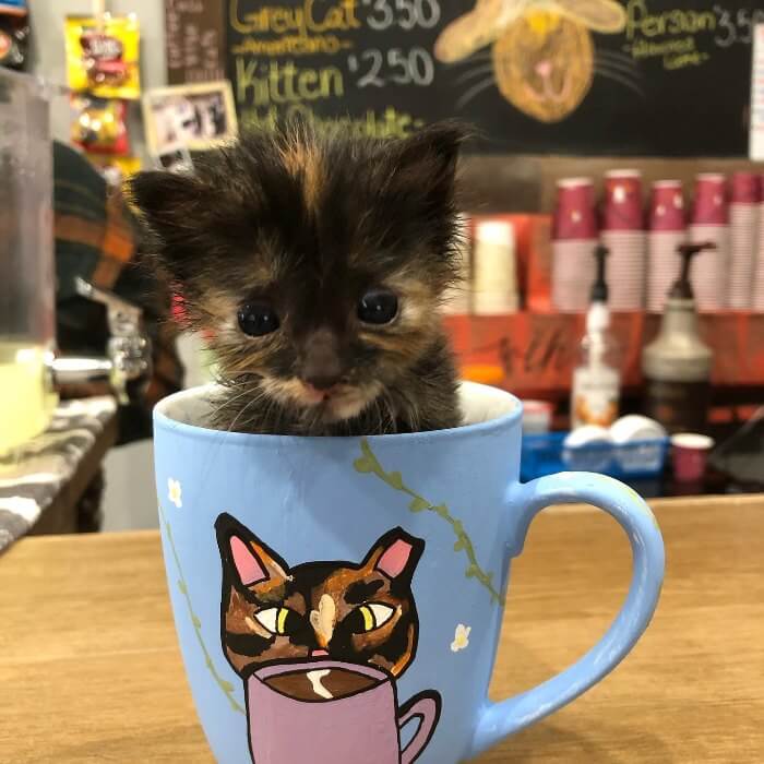Kitten in a mug at The Caffeinated Cat. 