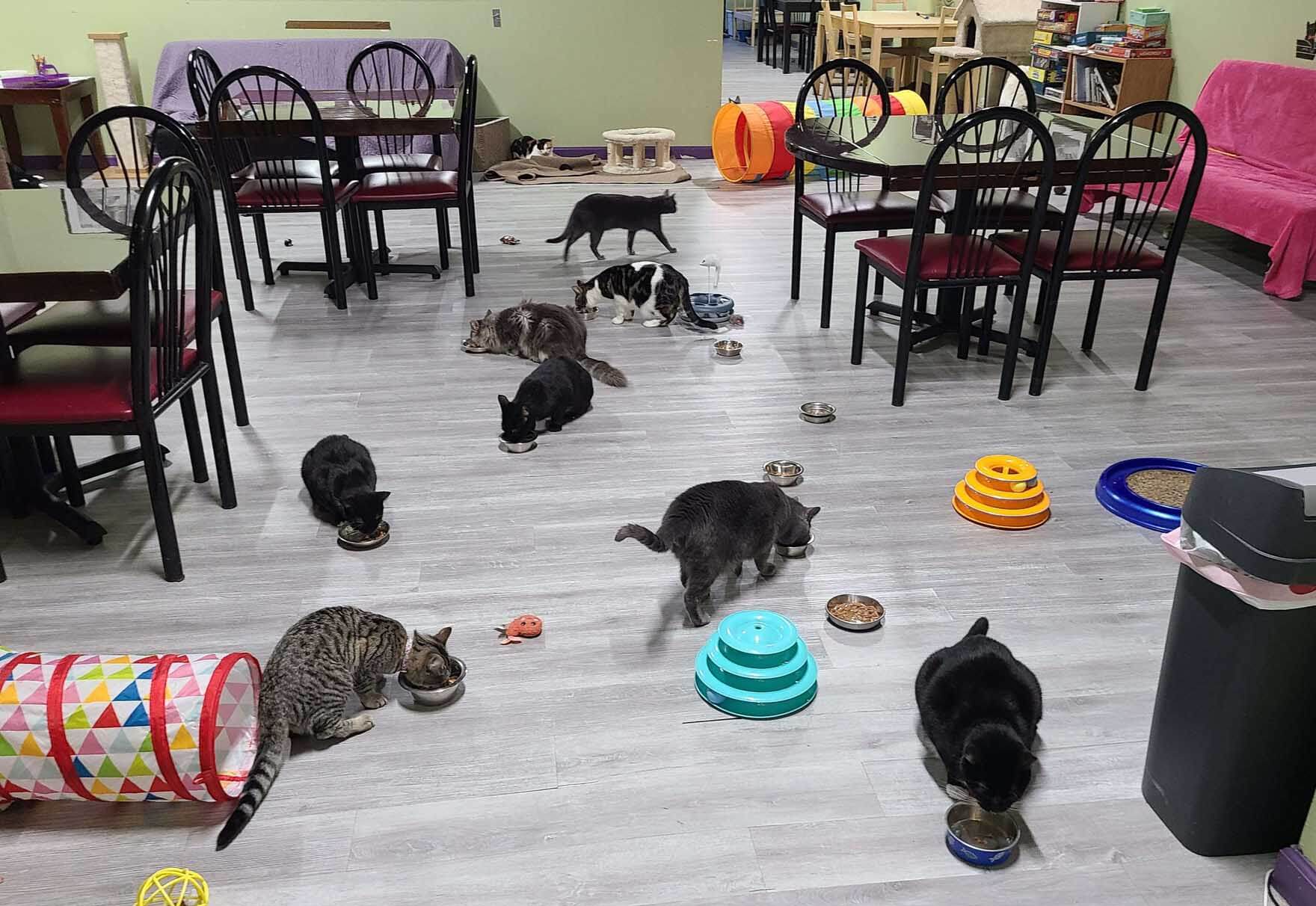 Cats eating at The Kitty Beautiful Cat Cafe.