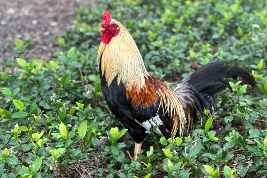 Ybor City Rooster, Top Things to Do in Tampa