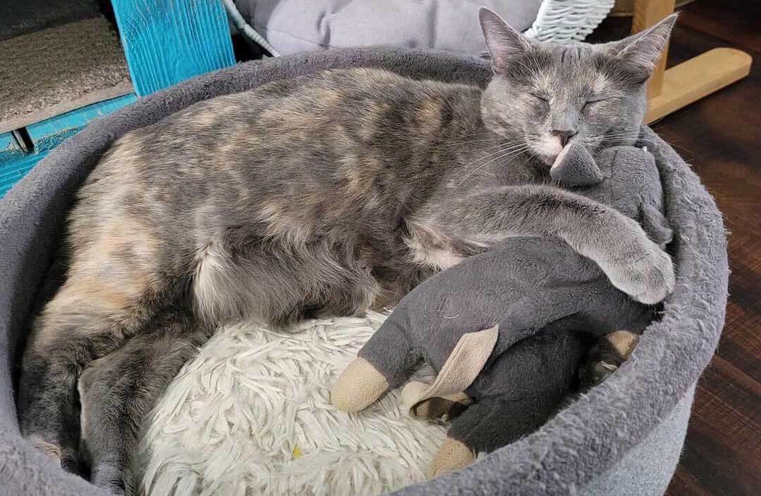 Cat sleeping with a toy at a Florida cat cafe.