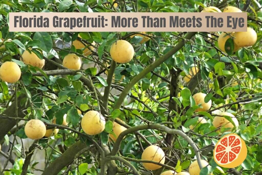 Florida Grapefruit: More Than Meets The Eye