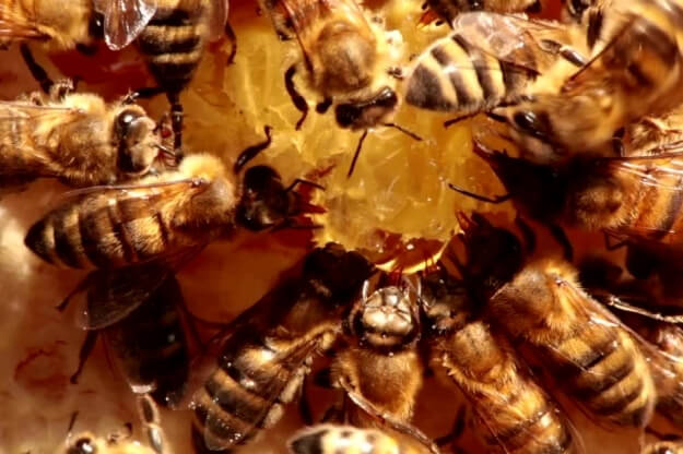 Florida honey bee crops