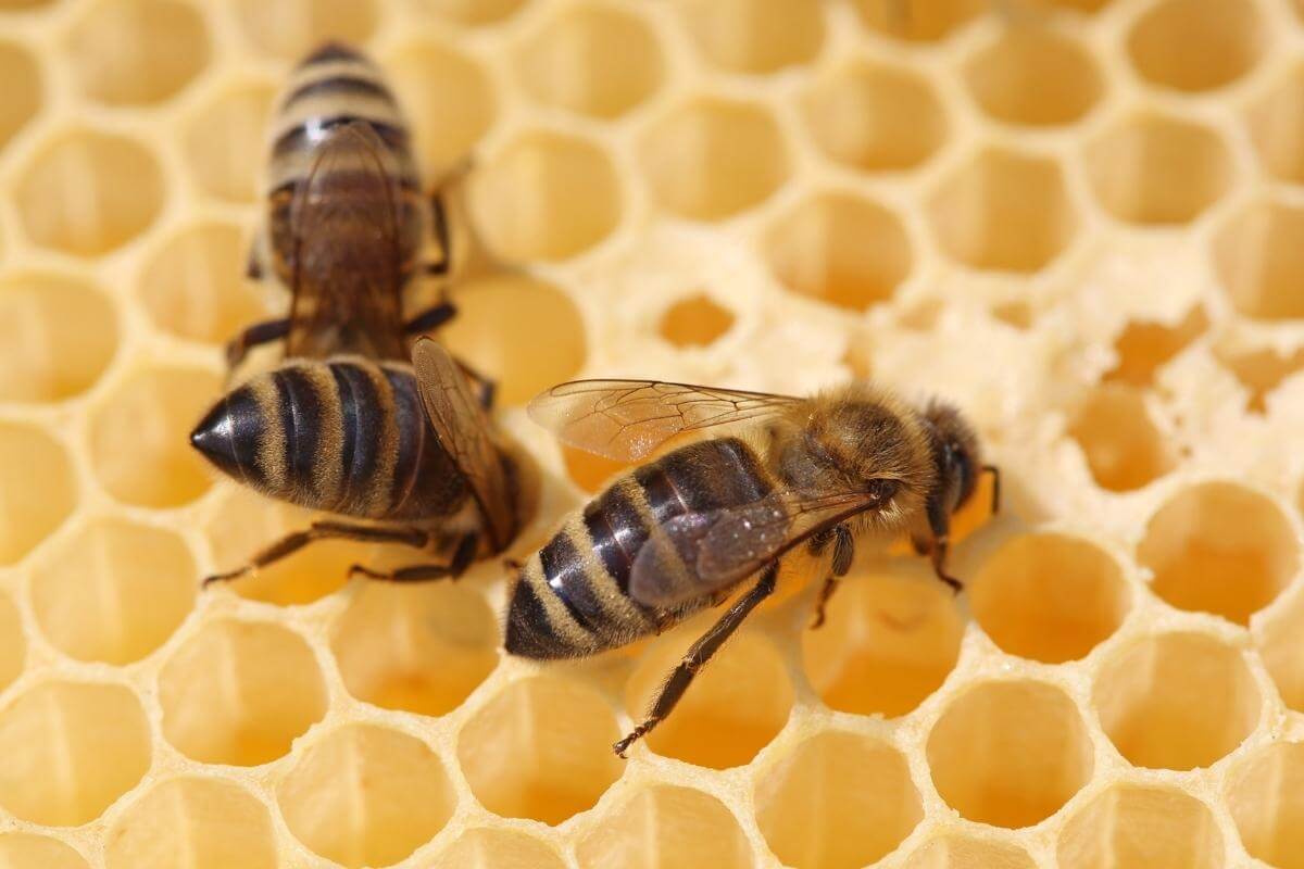 Florida Honey Bees on honeycombs