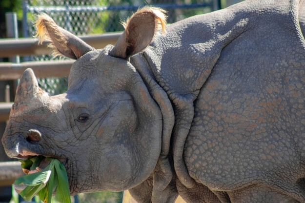 PJ the Rhino at the Central Florida Zoo