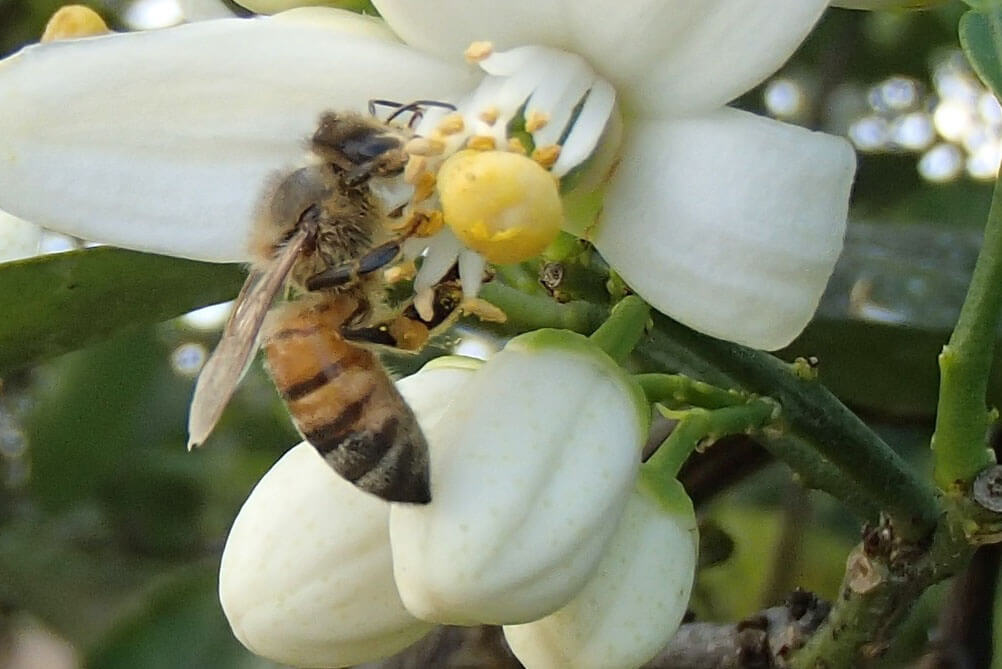Winter Garden Honey Bees