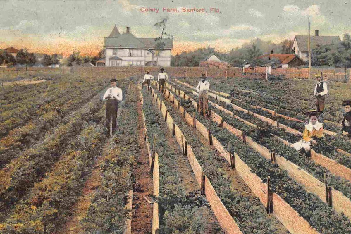 Celery Farm in Sanford vintage postcard.