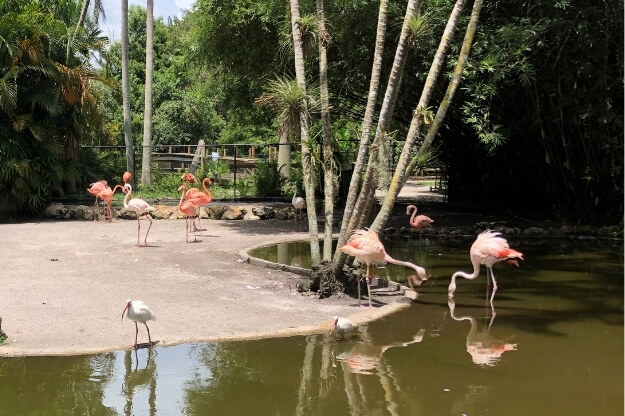 Flamingos outside at Flamingo Gardens