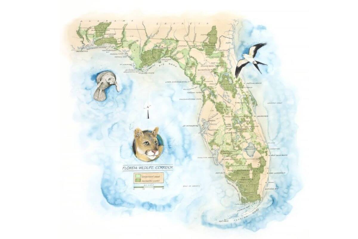 Florida Wildlife Corridor map by artist