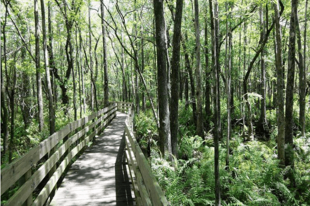 Photo of the Six Mile Cypress Slough Preserve