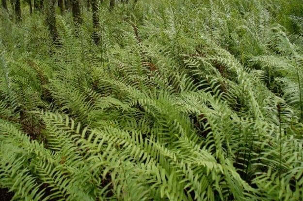 Photo of ferns in Tarpon Springs