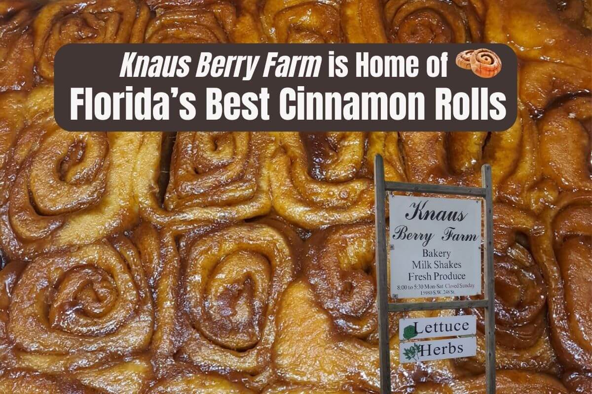Knaus Berry Farm is Home of Florida's Best Cinnamon Rolls
