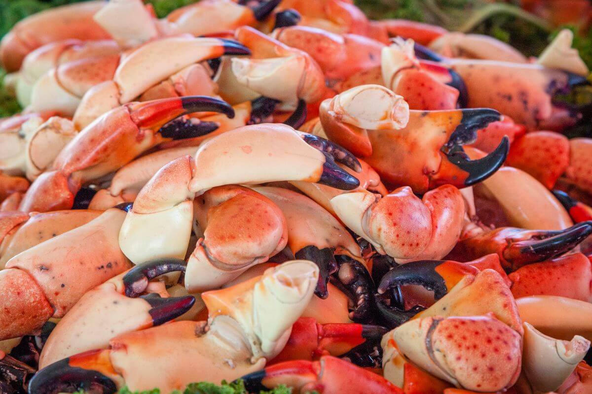 Pile of Florida Stone Crab Claws, the sweetest meat