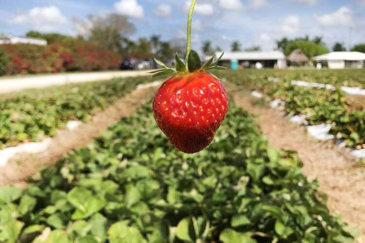 Strawberries from Knaus Berry Farms
