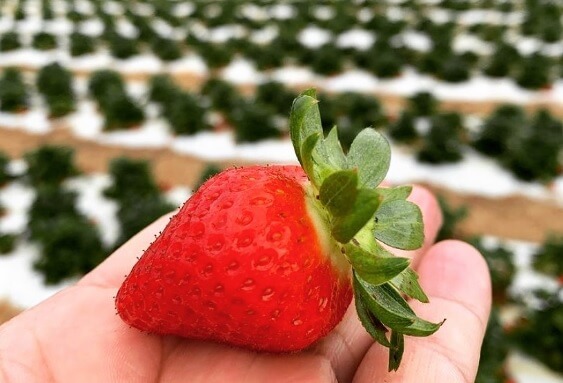 Strawberry in a field