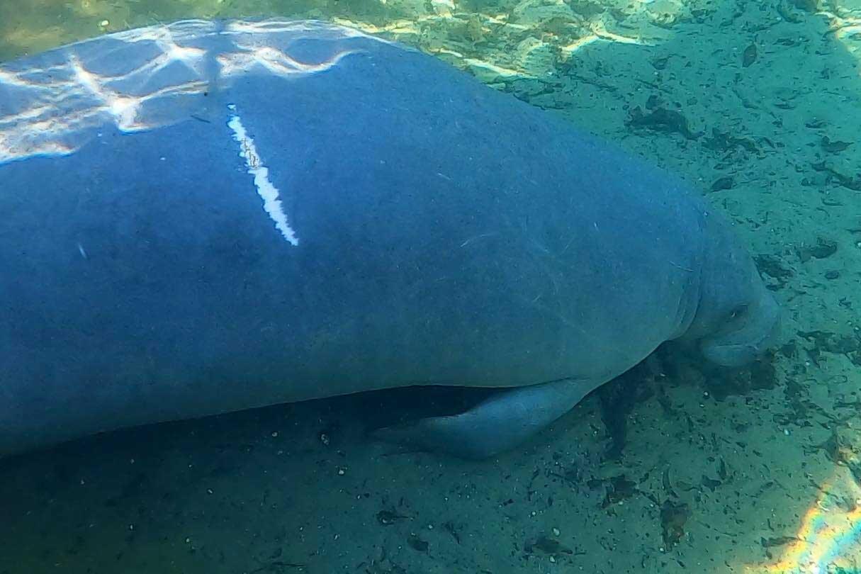 Manatee with a scar on its side