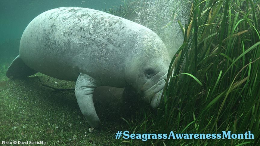 Manatee with seagrass