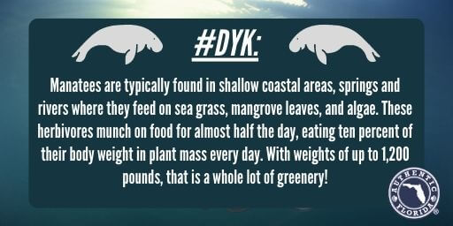 Graphic that reads #DYK: Manatees are typically found in shallow coastal areas, springs and rivers where they feed on sea grass, mangrove leaves, and algae. These herbivores much on food for almost half the day, eating ten percent of their body weight in plant mass every day. With weights of up to 1,200 pounds, that is a whole lot of greenery! 