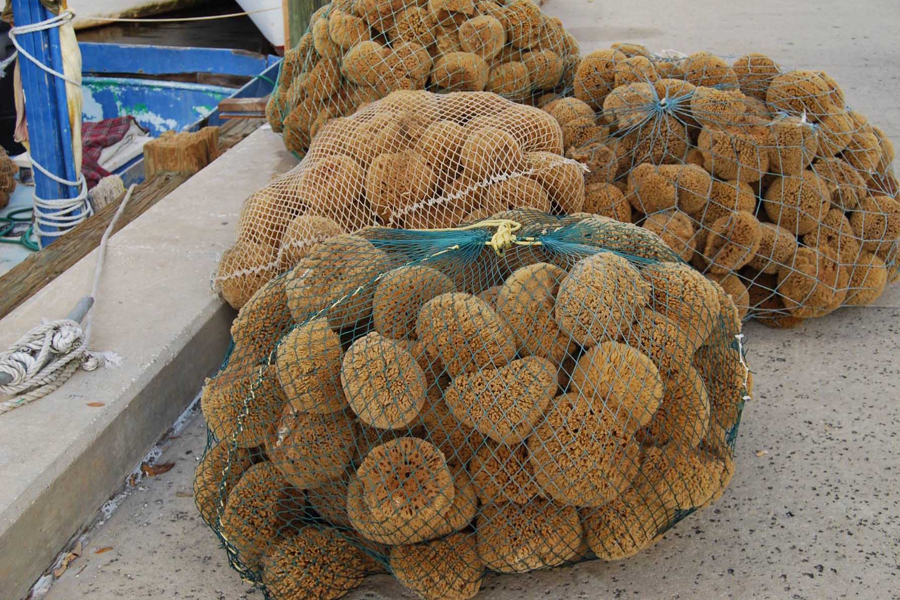 Sponges at the sponge dock in nets