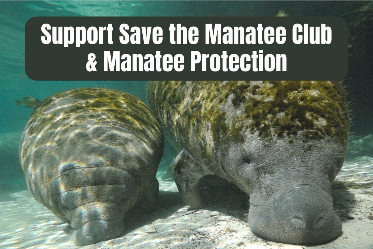 Support Save the Manatee Club and Manatee Protection text on an image of two manatees.