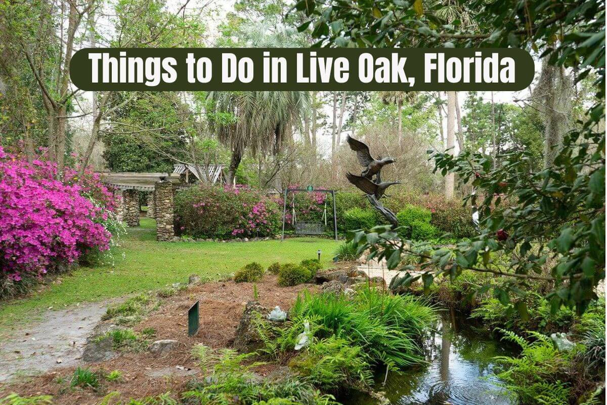 Things to Do in Live Oak, Florida