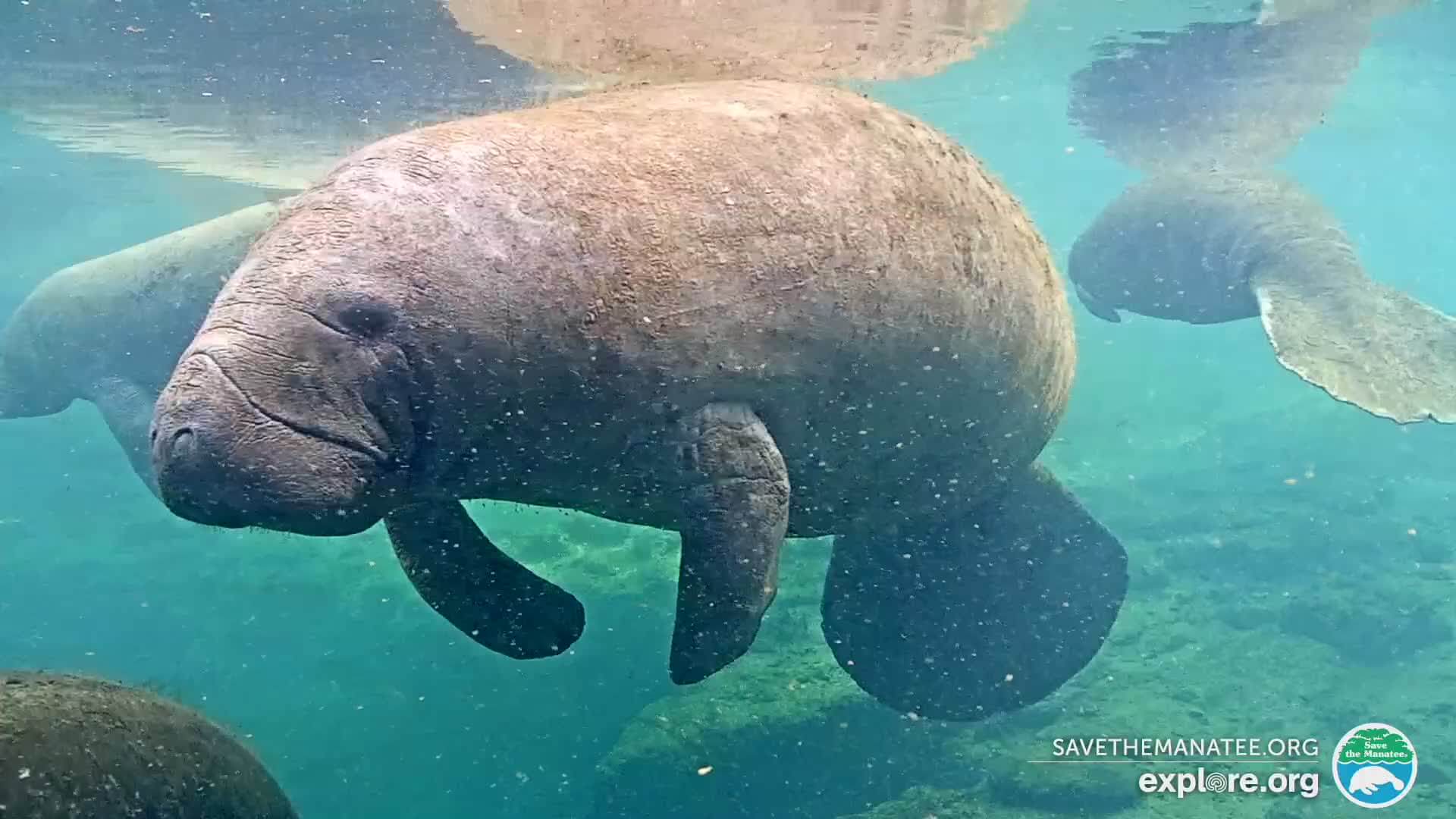 manatees in the water together