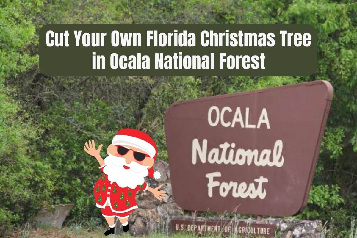 Cut Your Own Florida Christmas Tree in Ocala National Forest