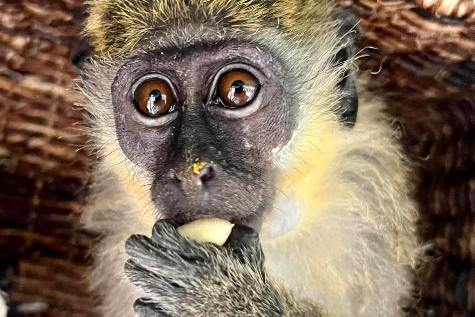Dania Beach Monkey Sanctuary