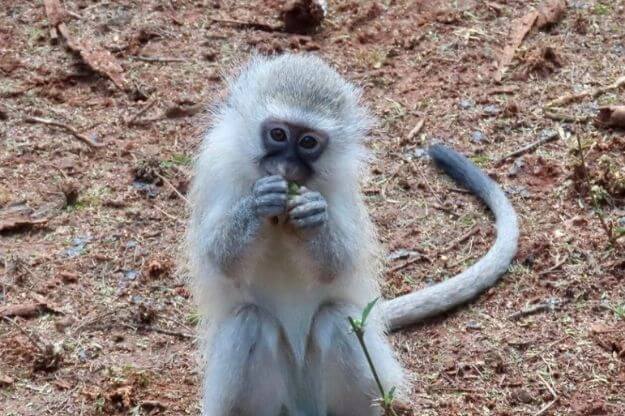 Photo of a monkey eating