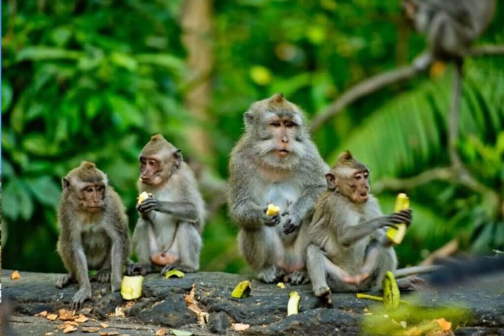 Family of Rhesus macaques in Florida