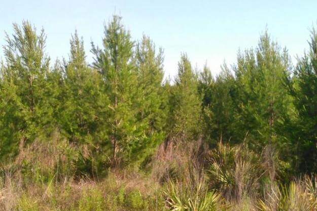 Florida Christmas Trees from Recreation.gov.