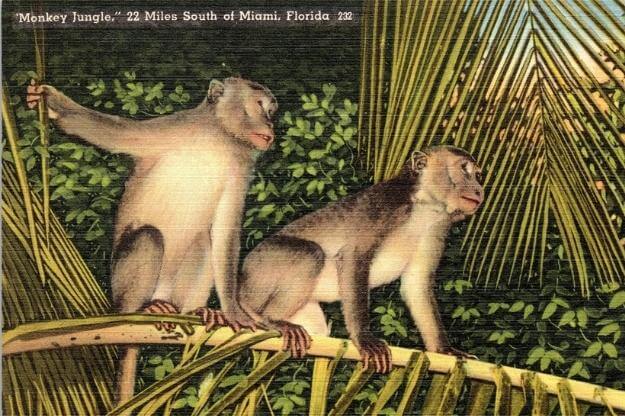 Vintage Monkey Jungle postcard