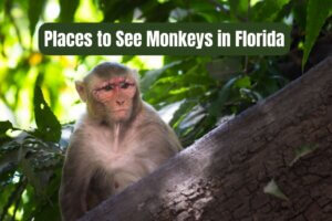 Places to See Monkeys in Florida