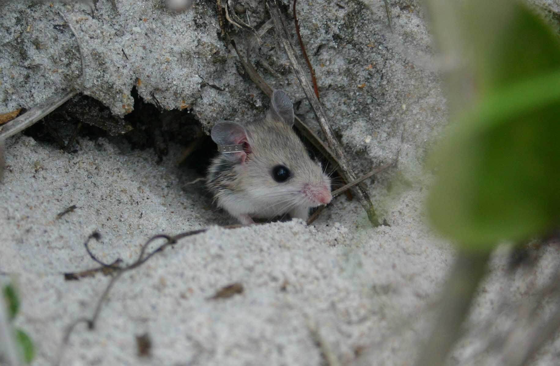 Choctawhatchee beach mouse.