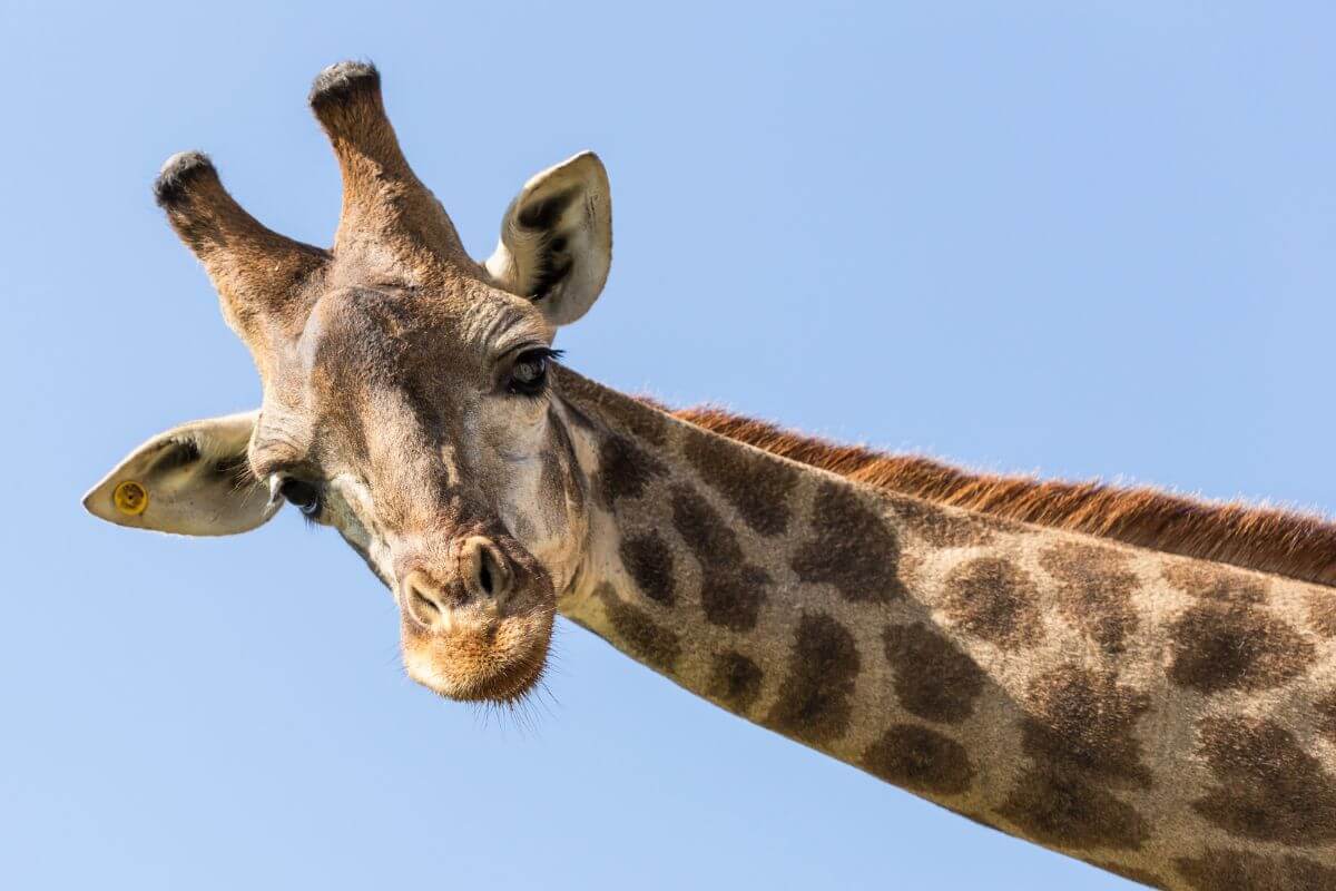 Giraffe animal encounter in Florida