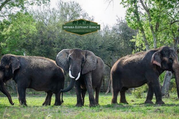 Photo of three elephants at Animal Encounters in Florida