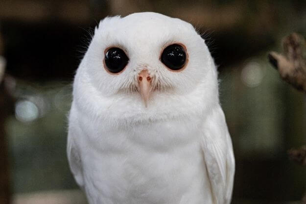 Photo of a white owl one of the Animal Encounters in Florida