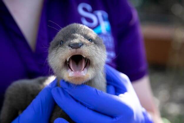 Person holding an otter