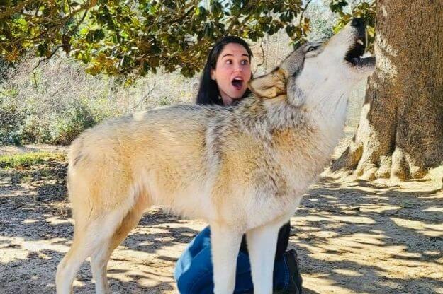 Photo of a girl next to a wolf