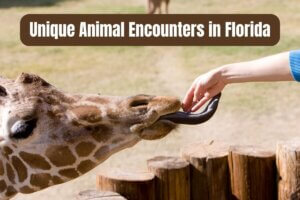 Unique Animal Encounters in Florida text on an image of a person feeding a giraffe.