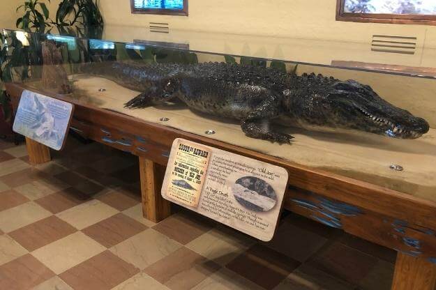 Alligator in lobby at Lodge at Wakulla Springs