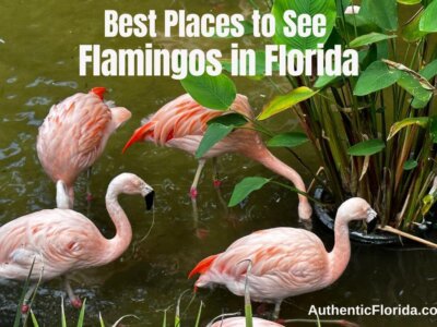 21+ Best Places to See Flamingos in Florida in 2024