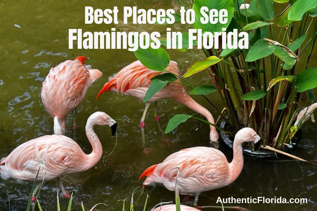 Best Places to See Flamingos in Florida according to Authentic Florida