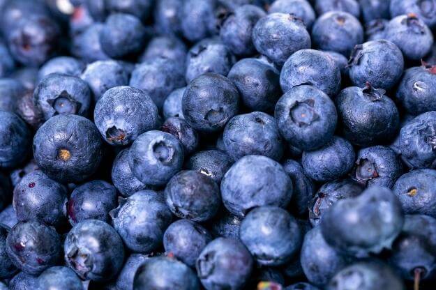 Photo of fresh Florida blueberries